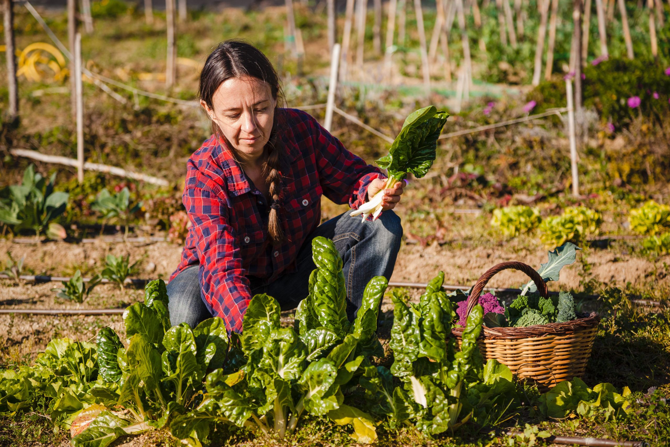 Young woman harvesting vegetables