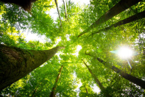 Bottom view of impressive spruce trees in the forest in spring.